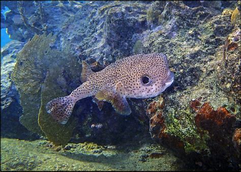 Puffer Fish On Coral Reef Flickr Photo Sharing