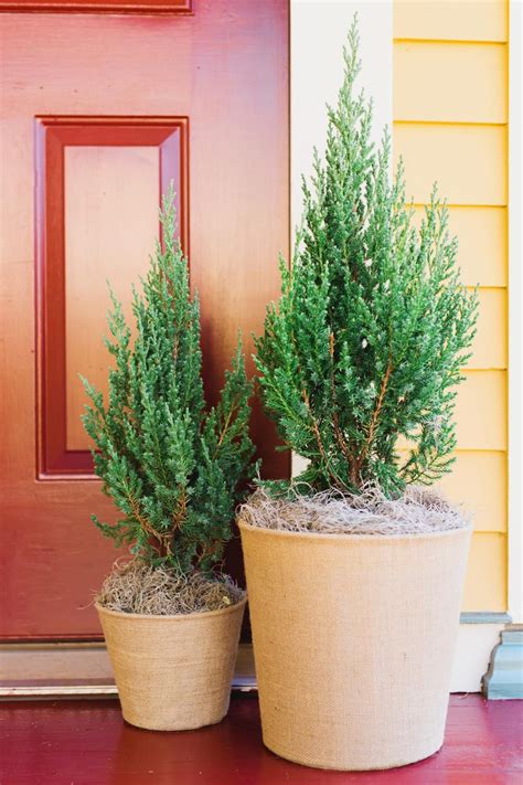 Potted Evergreens In 2023 Winter Flower Arrangements Container