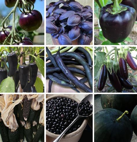 Heirloom varieties are packed with flavor, beauty, and fragrance. Almost Black Heirloom Heritage Vegetable Seed Collection 9 ...