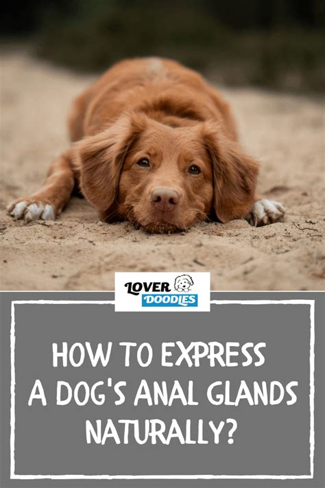 How To Express A Dogs Anal Glands Naturally Lover Doodles