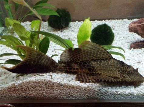 Pleco With Fin Rot And A Parasite Infestation