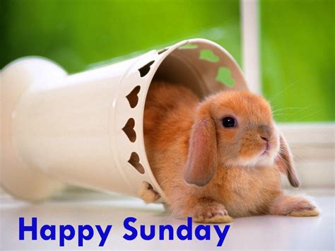 412+ Happy Sunday Images Quotes Good Morning Greetings Download