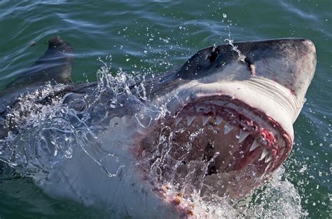 Shark Week Stunning Photos From The Discovery Channel Silive Com
