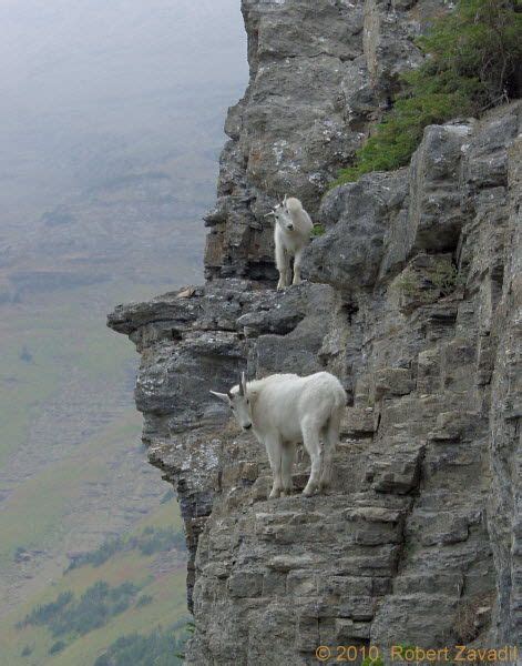 Mountain Goats Climbing Peak In Glacier National Park Mountain Goat