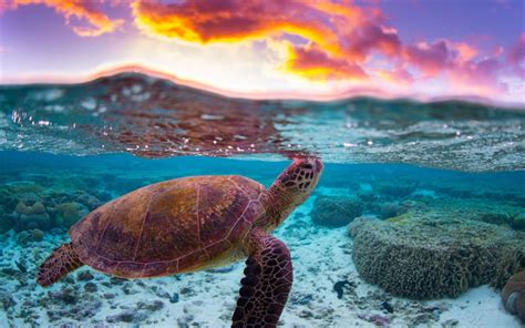 Download Wallpapers Turtle Underwater World Evening Sunset Ocean Coral Reef Water For