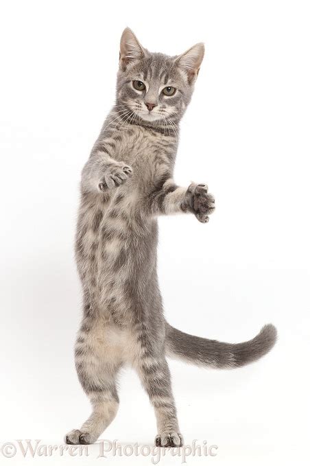 Grey Tabby Kitten Standing Up And Grasping Photo Wp43538