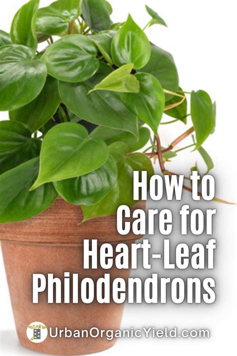 Philodendrons Cordatum Known As Heart Leaf Philodendrons Make Excellent Houseplants They Are