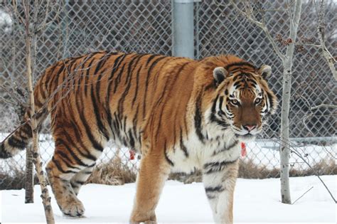 New Amur Tiger At Denver Zoo Soon Ready To Date And Mate Keepers