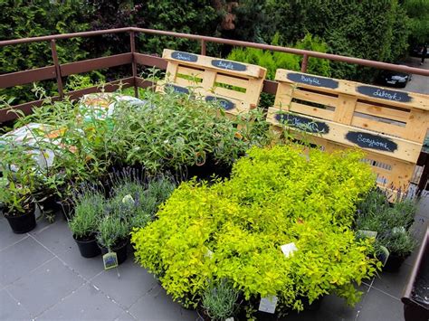 Best Terraceroof Garden Plants You Should Grow