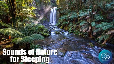 Relax With Sounds Of Nature L Rainforest Sounds For Sleeping Youtube