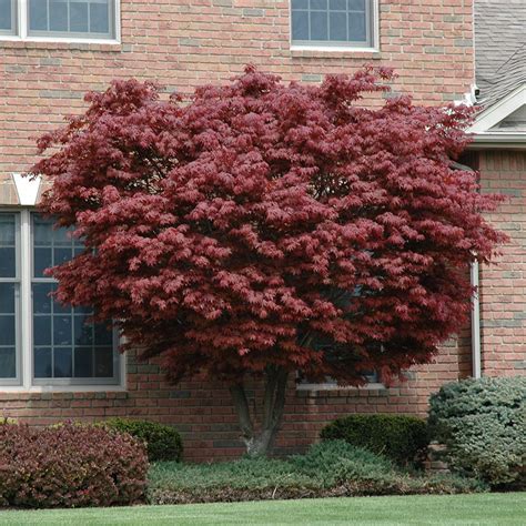 Japanese Maple ‘bloodgood Uncle Johns Home And Garden