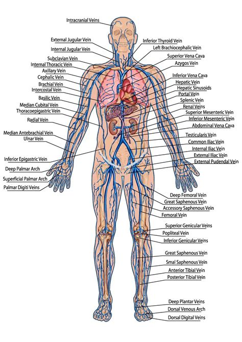 Printiable Mape Of Arteries And Viens Principal Veins Human Anatomy