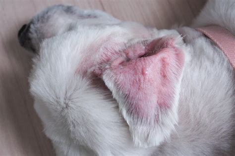 How Much Does A Dogs Ear Hematoma Surgery Cost 2022 Update Pet Arenas