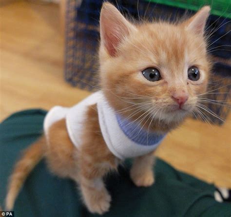 Here's why cats shed claws — and why it's nothing to be worried about. Cute kittens were minutes from death when the RSPCA found ...