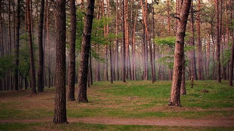 HD wallpaper: Summer Forest Trail Nature Fog Free Desktop Background ...