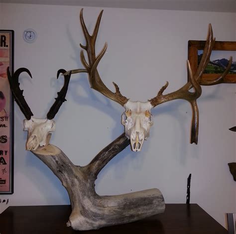 Install on the wall using the supplied mounting bracket. Montana Mule Deer and Antelope on a double pedestal mount ...