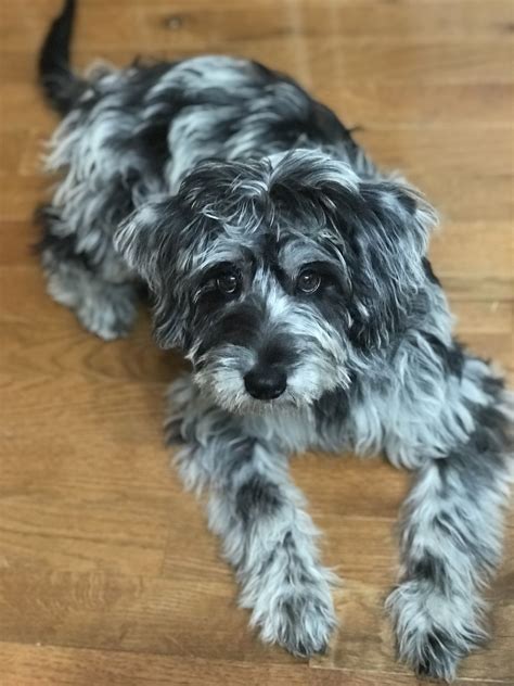 Jul 04, 2021 · browse the widest, most trusted source of puppies for sale, from german shepherds to goldendoodles. Mini merle labradoodle puppy at 14 weeks # ...