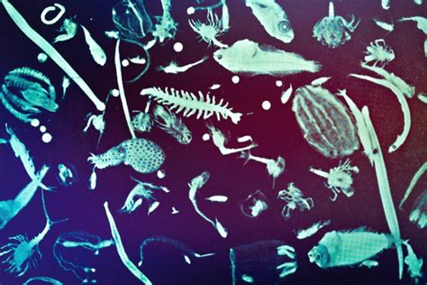 Some Tiny Plankton May Have Big Effect On Oceans Carbon