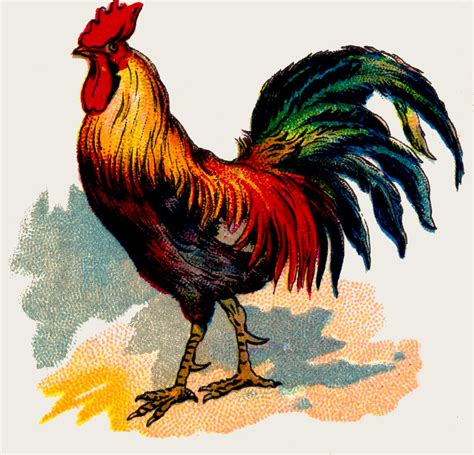 14 Rooster Images The Graphics Fairy