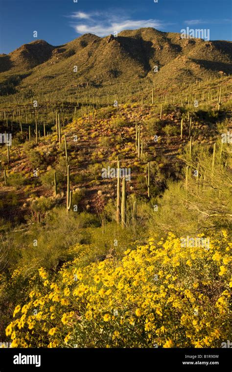 Saguaro Cactus And Wildflowers Including Brittlebush In Saguaro West
