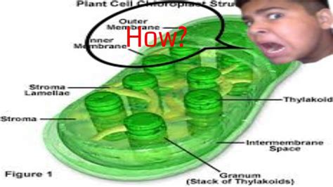 Cactus are desert plants.their leaves have turned into thrones. How does photosynthesis work in chloroplasts? (Science ...
