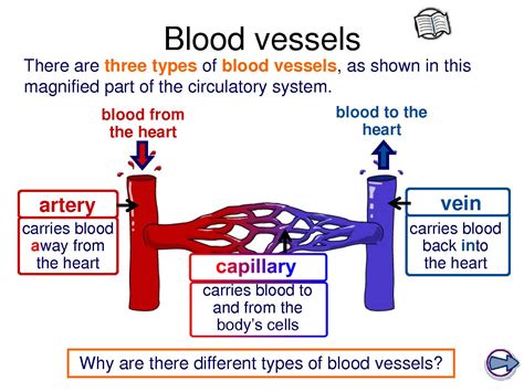 Major Blood Vessel Chart Bio202 Blood Vessels