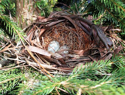 Northern Cardinal Nest And Eggs Project Noah