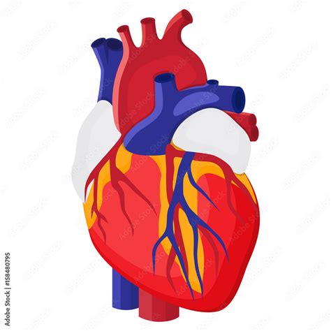 Anatomical Heart Isolated Muscular Organ In Humans Heart Diagnostic
