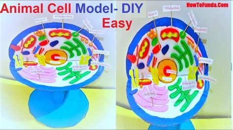 Animal Cell Diagram Project Labeled Functions And Diagram