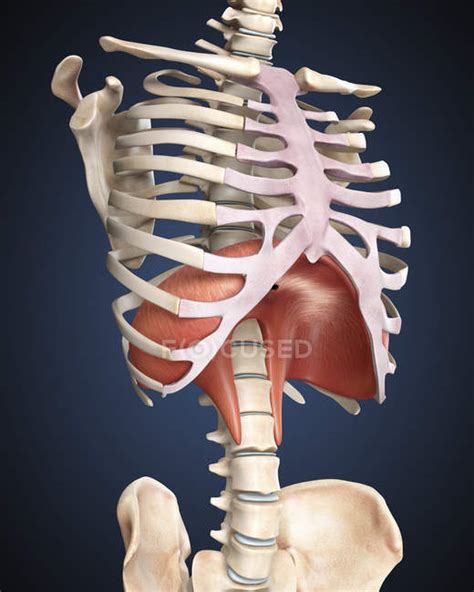 You can click the links in the image, or the links below the image to find out more information on any muscle group. Medical illustration of human diaphragm in rib cage ...