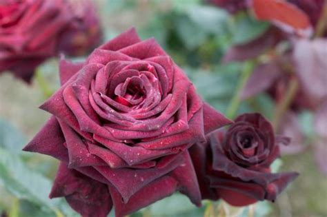 Rosa Black Baccara