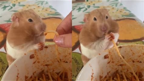 Hamster Eating Spaghetti Like Human Youtube
