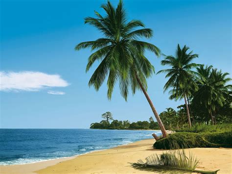 Download Wallpaper 1280x960 Beach Tropics Sea Sand Palm Trees