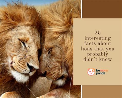 Albino Lion Fun Facts About Lions Lion Facts Lions Live Male Lion