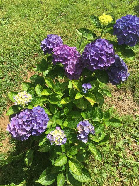 Hydrangea Magical Amethyst Blue Dans Carnoustie