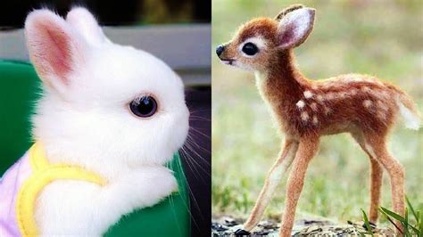 Which Of These Baby Animals Is The Cutest Thats Right All Of Them
