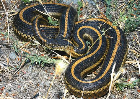 Giant Garter Snake Sacramento Zoo Species · Inaturalist
