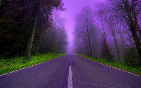 Lilac Road Trees Mist Forest Beautiful Night Phone Wallpapers