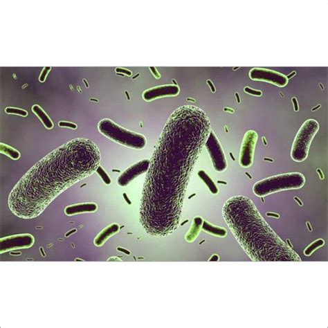 Lactobacillus Rhamnosus Probiotics At Best Price In Ahmedabad Gujarat