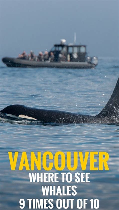 Whale Watching Vancouver The Guaranteed Way To See Whales Canada
