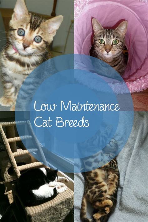 36 Best Photos Most Low Maintenance Cats Top 10 Popular Cat Breeds In