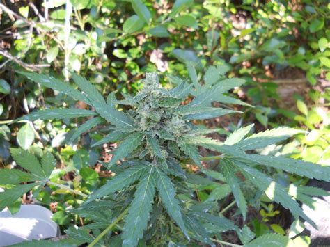 We did not find results for: Northern Lights x Big Bud Auto (by World of Seeds Bank ...