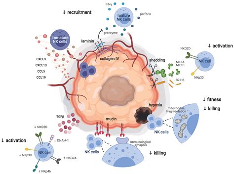 Cancers Free Full Text Immune Circuits To Shape Natural Killer Cells In Cancer