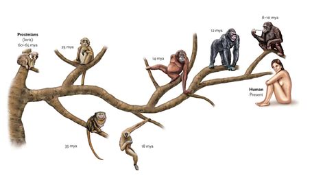 Enigmatic Facts About Primate Evolution Facts Net