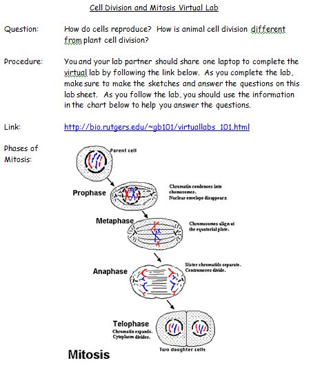 Mitosis lab answer key getting started these questions are designed to see how well you understand and can explain the key concepts how many mitotic cell divisions would it take for one zygote to grow into an organism with 100 trillion cells? :::SpenceSpace:::: Mitosis Virtual Lab