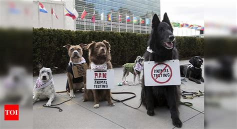 united nations: Not humans, but dogs protest for animal rights at