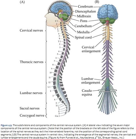 Duke Neurosciences Lab Spinal Cord Brainstem Surface And Sectional Anatomy