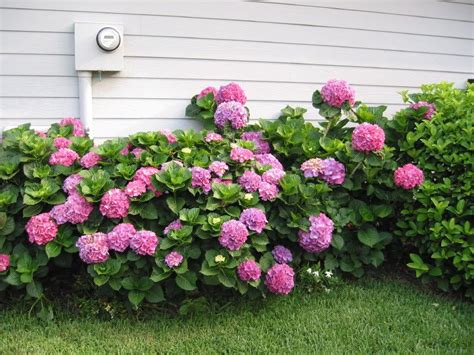 These north florida gems are the perfect place to beat the heat and avoid the crowds. Hydrangea- growing in northeast Florida | Growing ...