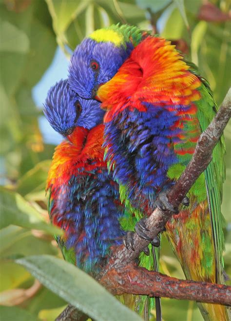 Rainbow Lorikeets 061 Two Rainbow Lorikeets Preening Phot Flickr