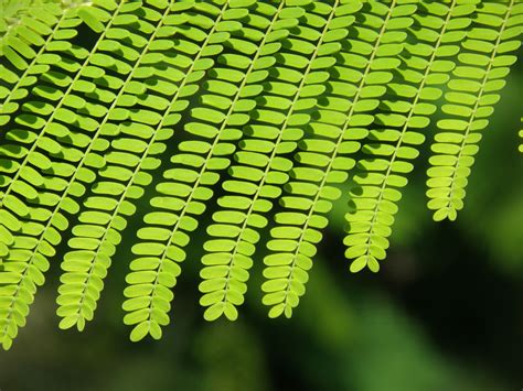 Check spelling or type a new query. Flame of the Forest - Delonix Regia - the Gulmohar Tree ...